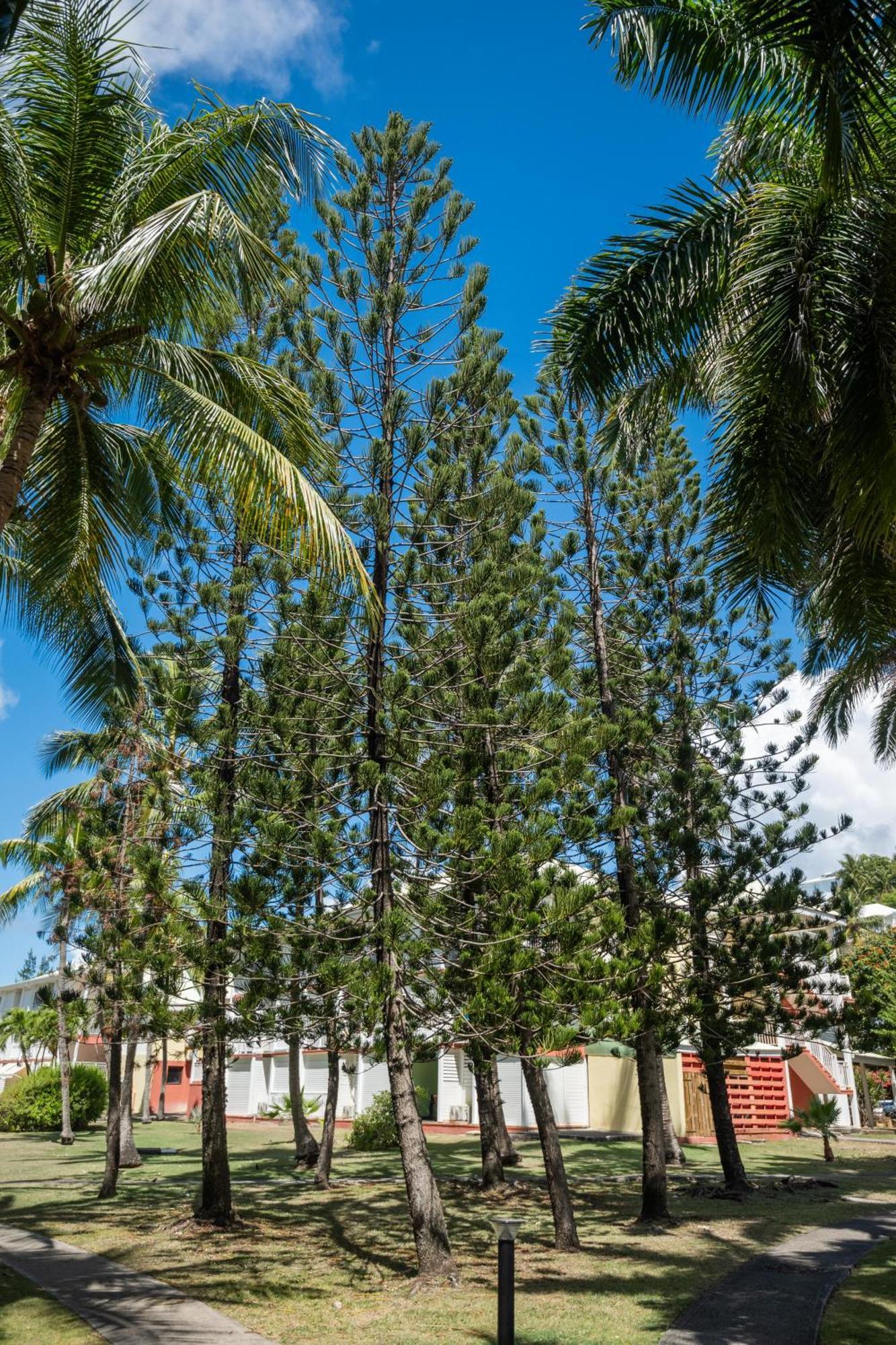 Residence Anse Des Rochers Saint-Francois  Exterior foto
